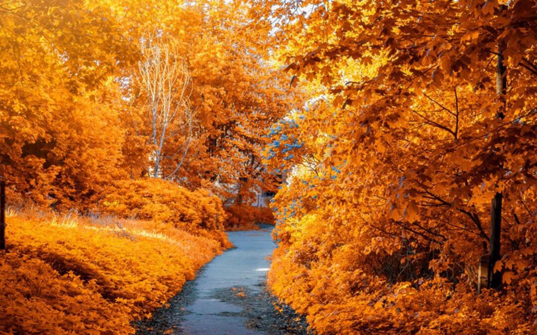 Beautiful scene of trees turning fall colors, orange, and a pathway.